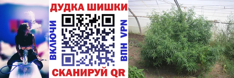 Марихуана сатива Гусев